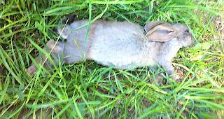 Eines der in Baltschieder aufgefundenen toten Kaninchen.