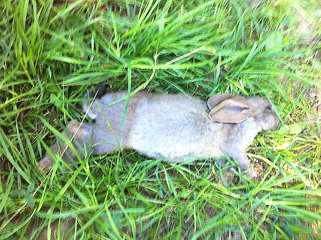 Eines der in Baltschieder aufgefundenen toten Kaninchen.