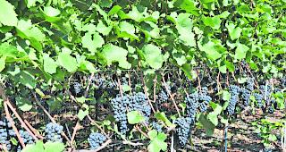 Pr&auml;vention. Gut ausgelaubte Traubenzonen und kein Unkraut am Boden erschweren die Ausbreitung der Kirschessigfliege.