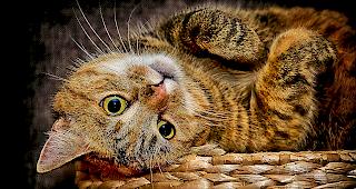 Der Tierschutz sammelt Futterspenden f&uuml;r herrenlose Katzen und Hunde.