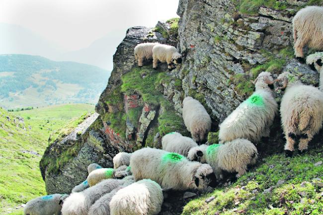 Trügerische Idylle. Die Schwarznasenschafe auf der Moosalp sind immer wieder von einem Wolf attackiert worden. 