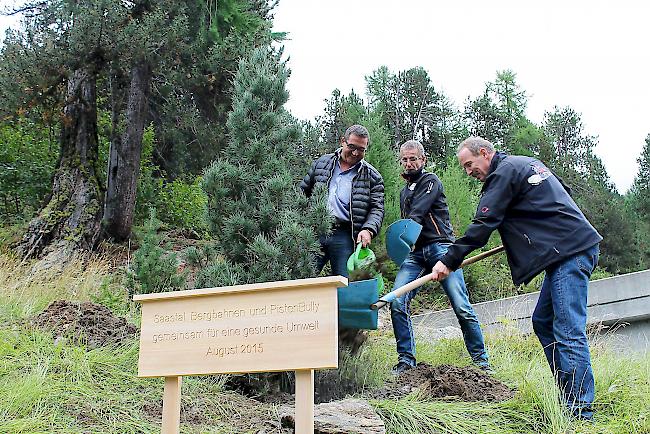 Reto Bulgheroni (Leiter PistenBully Schweiz), Rainer Flaig (CEO Saastal Bergbahnen) und Raimund Mayer (ehemaliger Leiter PistenBully Schweiz) pflanzen die 2 Meter grosse Arve neben der Talstation Alpin Express.