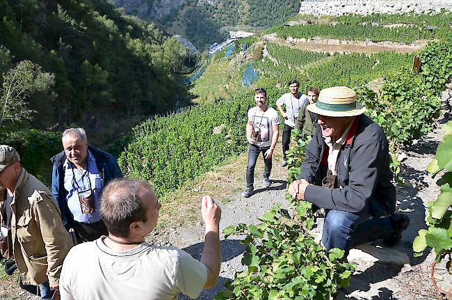 Der Winzer Valentin Zeiter steht mitten im Rebberg Rede und Antwort.