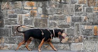 &laquo;Amor&raquo; auf Achse &ndash; auch in unbekanntem Gel&auml;nde verfolgt der ausgebildete Personensp&uuml;rhund zielstrebig die Geruchsspur. 