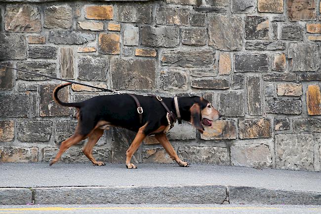 «Amor» auf Achse – auch in unbekanntem Gelände verfolgt der ausgebildete Personenspürhund zielstrebig die Geruchsspur.