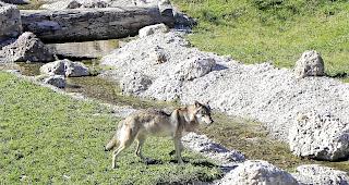 Willkommen. Im Z&uuml;rcher Oberland st&ouml;sst der Wolf auf mehr Sympathien als im Kanton Wallis.