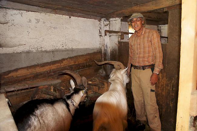 Bis das Tier vom Tessiner Besitzer in Bister abgeholt wird, leistet ihm ein weisser Kaschmir-Ziegenbock Gesellschaft.