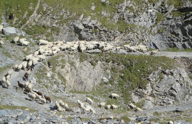 Schafabzug Gemmi Leukerbad