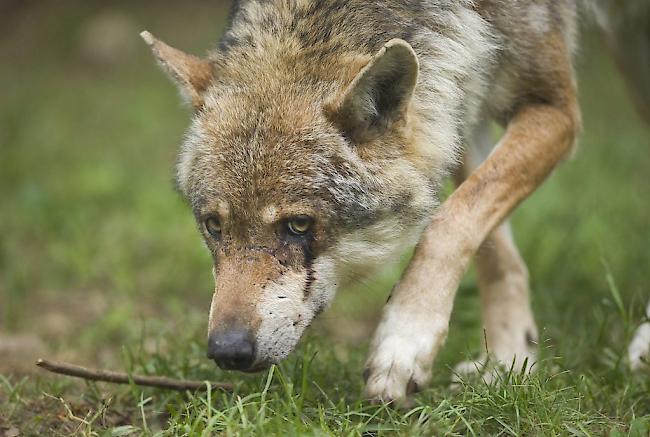 Entwischt. Die Abschuss-Bewilligung für einen Wolf im Augstbord/Turtmanntal könnte schon bald die Gerichte beschäftigen.