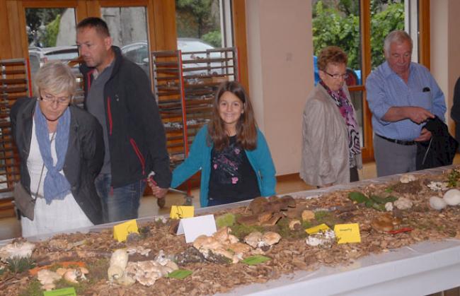 Es gab viel zu bestaunen, wie die Eindrücke von der Pilzausstellung in Naters beweisen.