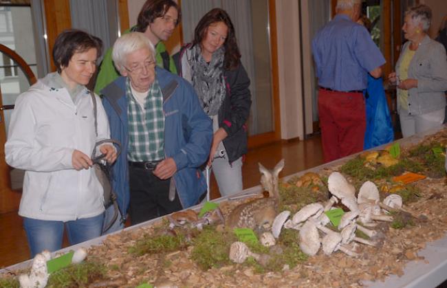 Es gab viel zu bestaunen, wie die Eindrücke von der Pilzausstellung in Naters beweisen.