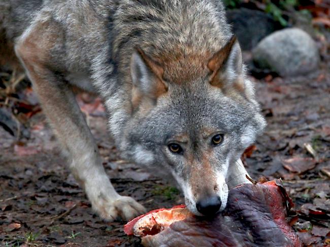 Beutegreifer. Neben Hirschen, Rehen und Gämsen greift sich der Wolf bei günstiger Gelegenheit auch Nutztiere wie Schafe und Ziegen. 