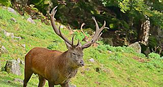 Reduktion angestrebt. In &Ouml;stlich Raron soll der Hirschbestand reduziert werden.