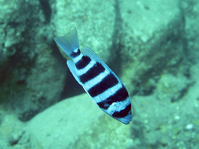 Der Tanganjika-Schuppenfresser ernährt sich ausschliesslich von den Schuppen anderer Fische.
