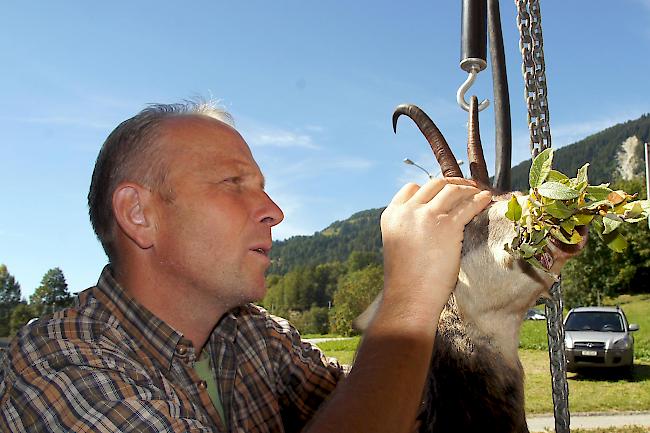 Kontrolle. Wildhüter Stefan Imhof prüft eine erlegte Gämse auf ihre Merkmale.