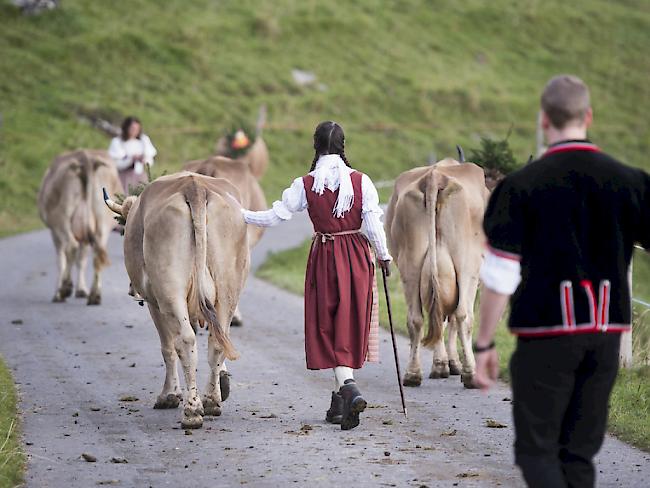 Älpler ziehen mit ihrem Vieh ins Tal zur Entlebucher Alpabfahrt nach Schüpfheim LU