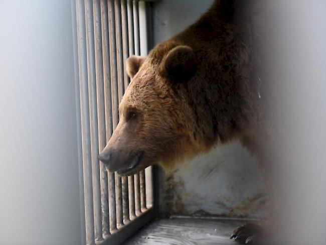 Die Bären sind wieder da: Björk, Finn und Ursina sind am Montag nach ihren Sommerferien im Juraparc in Vallorbe wieder in den Berner Bärenpark zurückgekehrt.