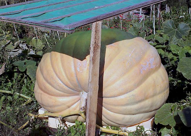 Die Züchter schätzen das Gewicht des Riesenkürbis der Sorte «Atlantic Giant» auf etwa 200 Kilogramm.