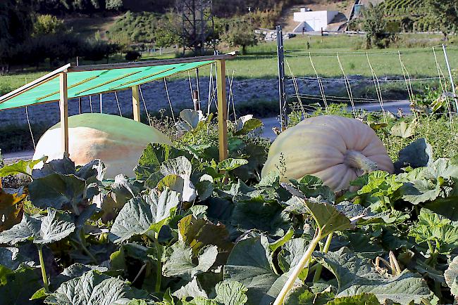 Die gärtnerischen Mühen der Schmids werden jeweils im Herbst mit riesigen Kürbisfrüchten belohnt.