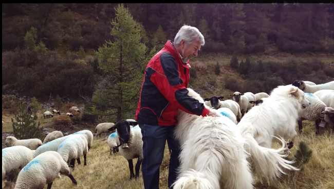 Schützt seine Schafe schon seit Jahren: Alpchef René Bregy mit seinen beiden Pyrenäen-Schutzhunden in der Herde im Turtmanntal.
