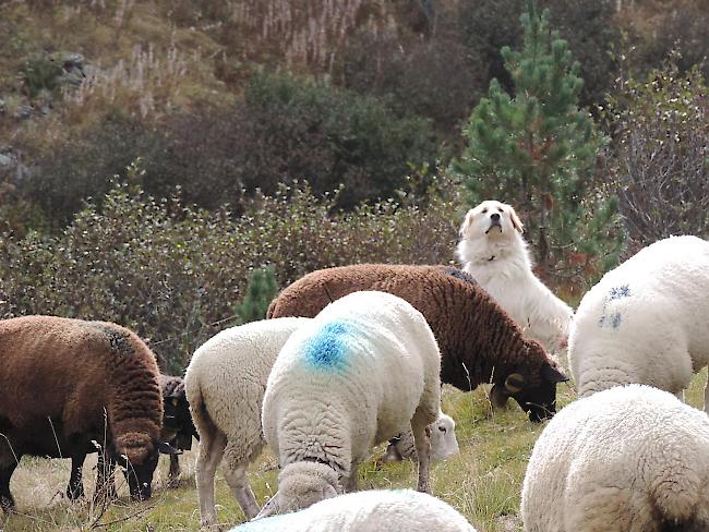 Sicherer Schutz: Dem Auge und der Nase der Pyrenäen-Schutzhündin entgeht nichts, was Gefahr für die Schafe bedeuten könnte.