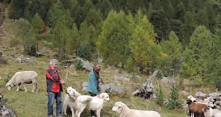 Eingespieltes Team. Alpchef Ren&eacute; Bregy mit Hirtin Frauke Spengler mit den beiden Pyren&auml;en-Schutzhunden inmitten der 550-k&ouml;pfigen Herde im Turtmanntal. (Foto: 1815.ch)