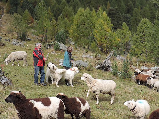 Eingespieltes Team. Alpchef René Bregy mit Hirtin Frauke Spengler mit den beiden Pyrenäen-Schutzhunden inmitten der 550-köpfigen Herde im Turtmanntal. (Foto: 1815.ch)