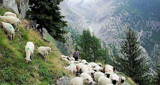 F&uuml;r den Schweizer Tierschutz sind Schafe auf der Alp nicht ausreichend gesch&uuml;tzt.