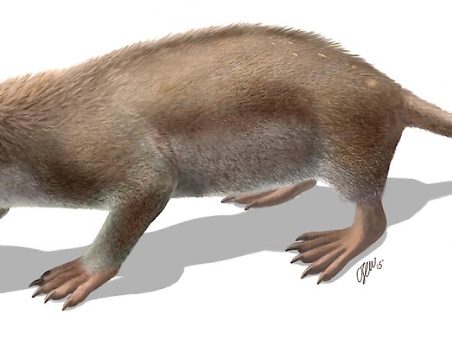 Wie heutige Igel trägt das Kreidezeit-Säugetier Spinolestes xenarthrosus schützende Stacheln auf dem Rücken. (Illustration: Handout)