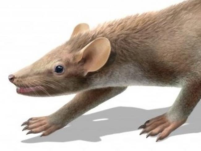 Das Kreidezeit-Säugetier war etwa zwei- bis dreimal so schwer wie eine Hausmaus.