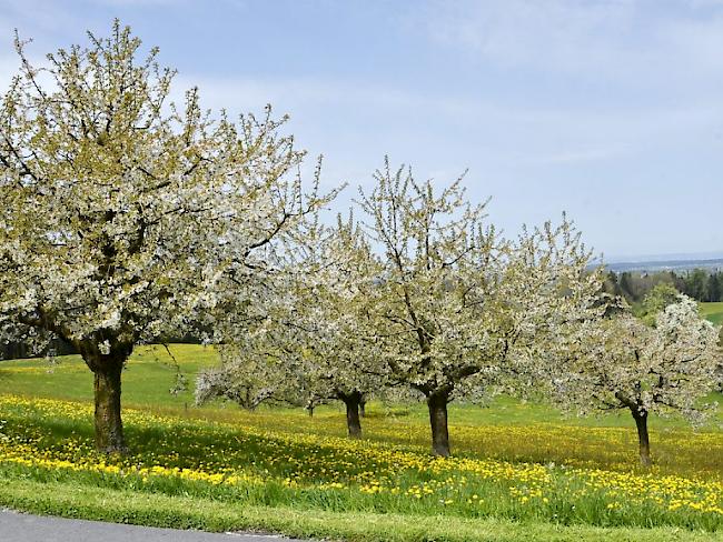 Blühende Obstbäume in Roggwil, Thurgau. Im Hintergrund der Bodensee (Archiv)