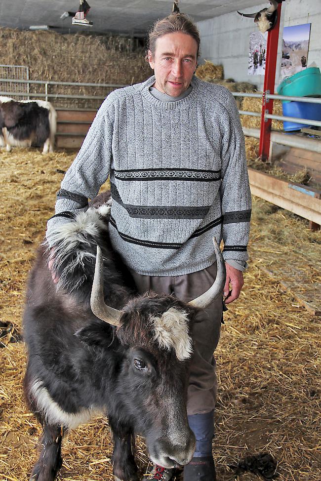 Daniel Wismer in seiner Yakzucht oberhalb von Embd: «Wirtschaftlich unattraktiv.»