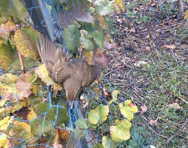 Todeskampf eines Vogel, der in einem Rebnetz gefangen ist.