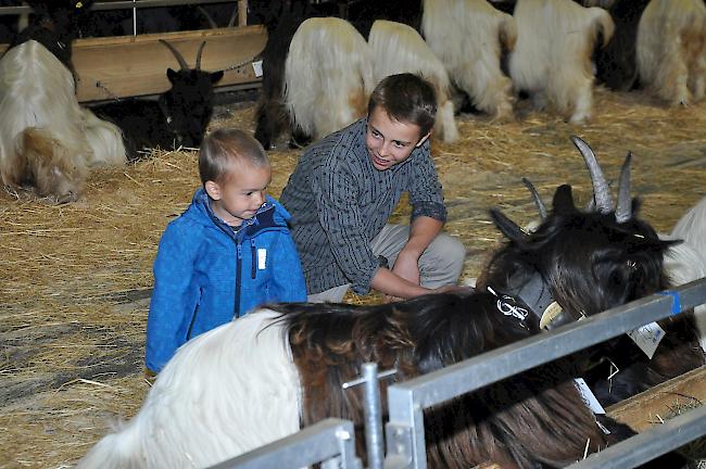 Leistungsschau des Oberwalliser Ziegenverbandes in Visp. 