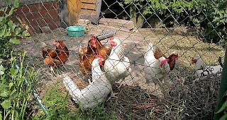 Ein solches Bild wird es im Garten von Claudia Schwick nicht geben.