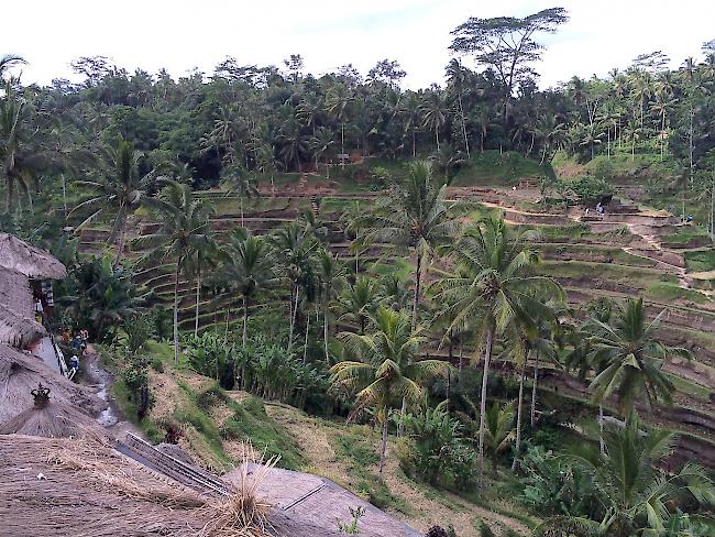 «Reisterrassen in Bali»