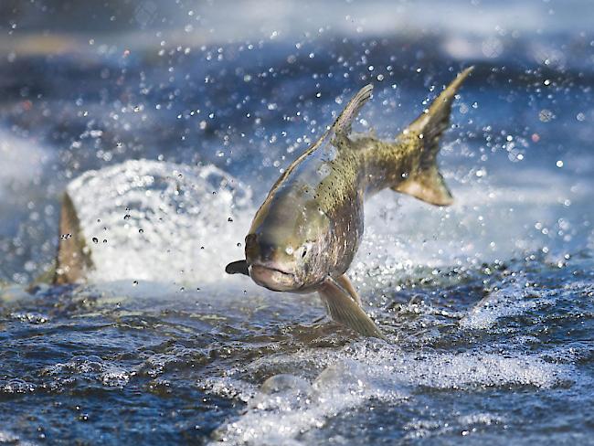 Wildlachs in Kalifornien: Umweltschützer befürchten, dass frei lebende Fische gefährdet werden, wenn genetisch modifizierte Lachse in die freie Wildbahn gelangen (Archiv).