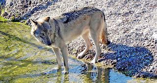 Der Wolf soll effizienter bejagt werden.