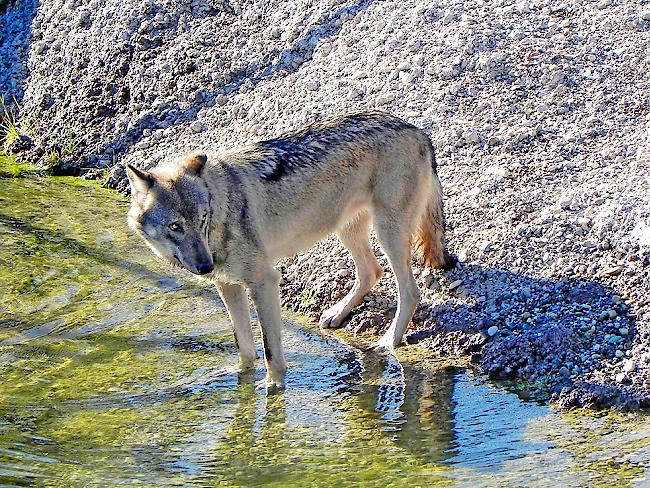 Der Wolf soll effizienter bejagt werden.