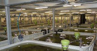 Blick in die neue Kaviarzuchtanlage in Leuk-Susten.