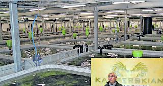 Innovativ. Peter Brabeck-Lamathe, Nestl&eacute;-Chef und Verwaltungsrat der Kasperskian AG, ist &uuml;berzeugt von der Nachhaltigkeit der Kaviarzuchtanlage in Susten. 