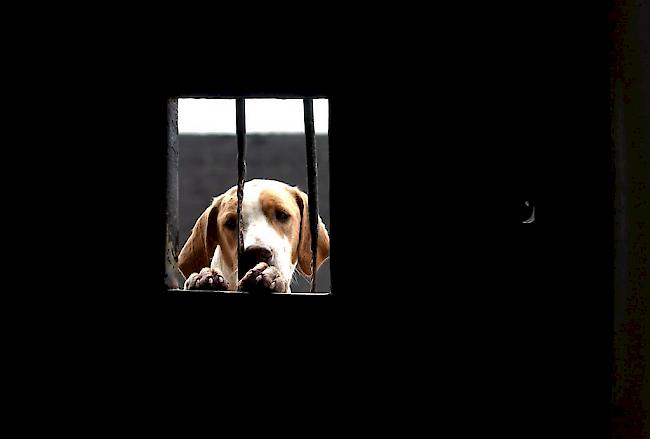Hundeleben. Im Kanton Wallis mehren sich Meldungen zu nicht tiergerechter Haltung von Hunden in Zwingern. (Foto: keystone)