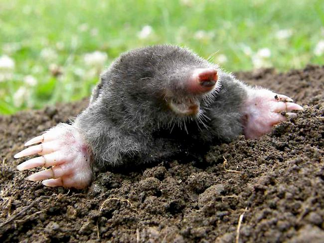 Der Maulwurf kann Erdmassen bis zum 24-Fachen seines Körpergewichts verschieben. Er fühlt sich dort wohl, wo der Boden gesund ist.