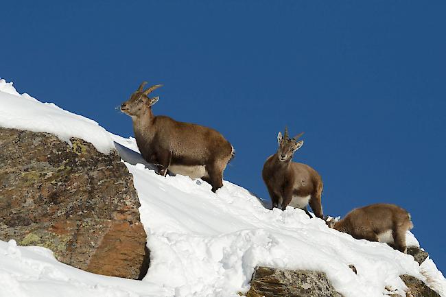 Stein- und Gamswild hält sich im Winter in mittleren Lagen an steilen, sonnenexponierten Hängen auf. Besonders in strengen Wintern suchen sie Gebiete unterhalb der Waldgrenze auf.