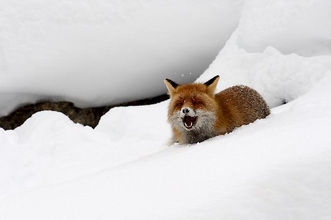 Der Fuchs ist unser häufigstes einheimisches wildlebendes Raubtier. Strenge Winter mit einer hohen Fallwildzahl bieten dem Allesfresser eine ergiebige Nahrungsquelle.