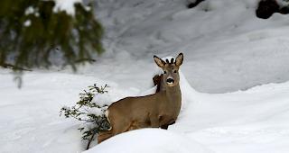 Das F&uuml;tterungsverbot f&uuml;r Wildtiere mache durchaus Sinn. (Archiv)