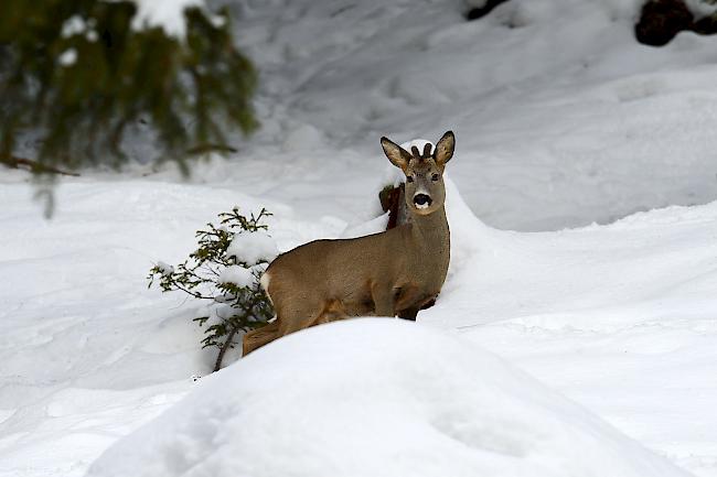 Den scheuen Wildtieren zu liebe: Wintersportler sollten sich immer auf befestigten Wegen aufhalten. 