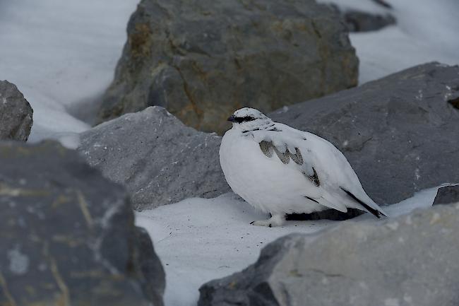 Das Alpenschneehuhn ist hervorragend an die harschen Lebensbedingungen im Hochgebirge angepasst. 