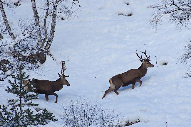 Möglichst ruhig durch den Winter: Grimmige Temperaturen und viel Neuschnee zwingen die heimischen Wildtiere dazu, kürzer zu treten.  