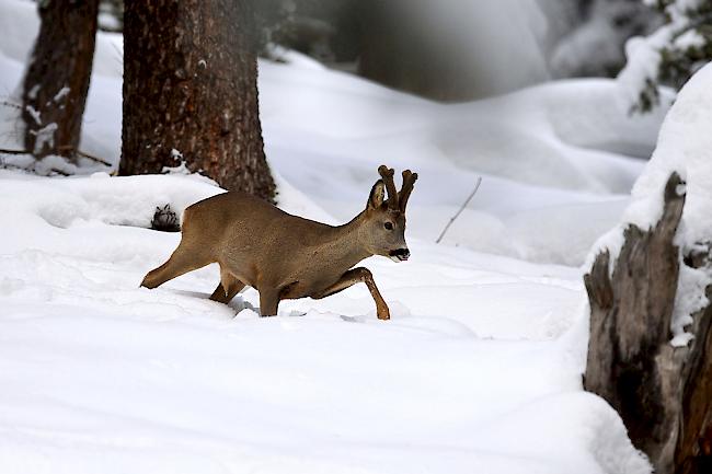 Möglichst ruhig durch den Winter: Grimmige Temperaturen und viel Neuschnee zwingen die heimischen Wildtiere dazu, kürzer zu treten.  
